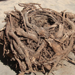 Competitors Circling Root Ball
