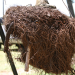 Sun Damaged Root Ball Tree Farm