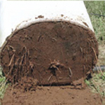 Texas RootMaker Certified Grower
