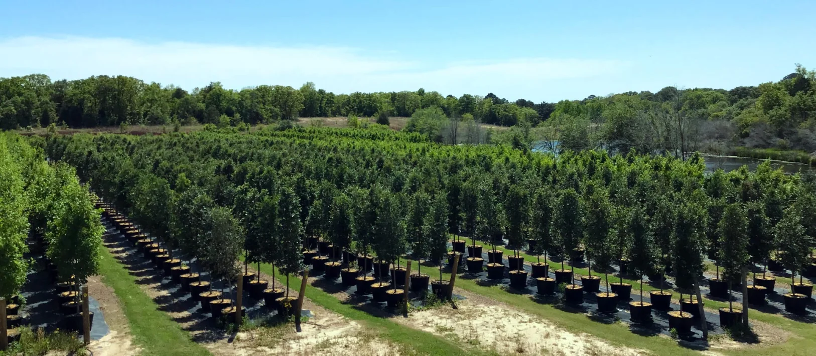 Athens Tree Farm - La Rue, Texas