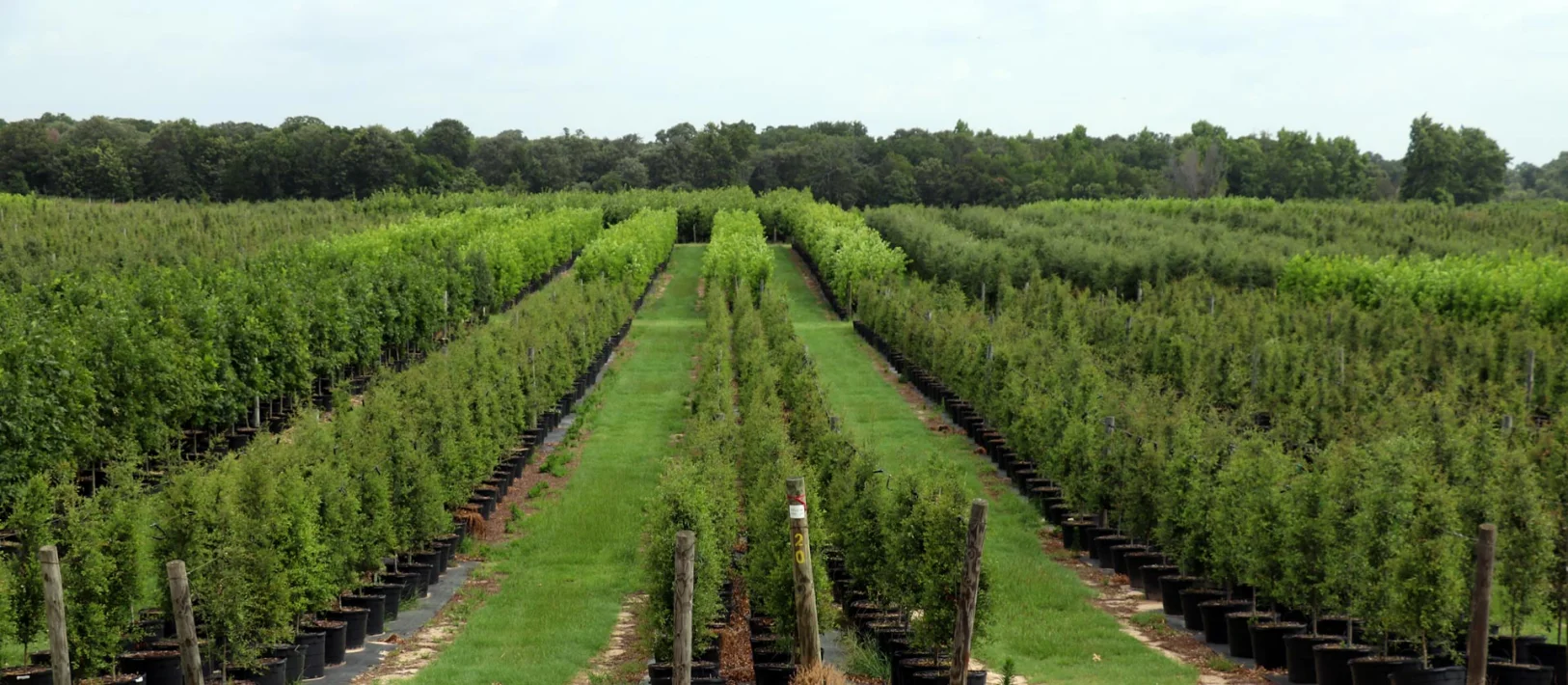 Athens Tree Farm - East Texas